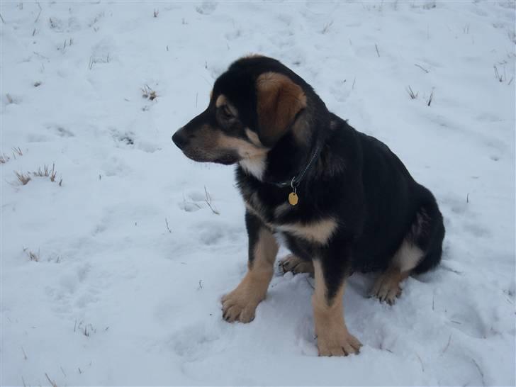 Blanding af racer cosmo - min elskede cosmo billede 1