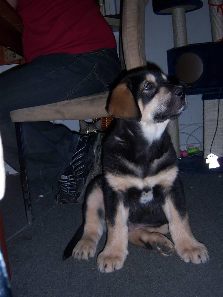 Blanding af racer cosmo - hva laver du moar billede 2