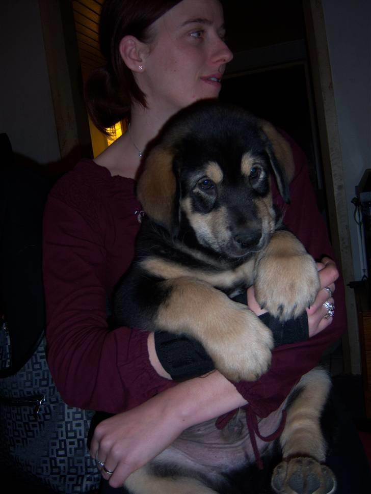 Blanding af racer cosmo - her har vi lige fået ham tjæk lige de poter!!! billede 3