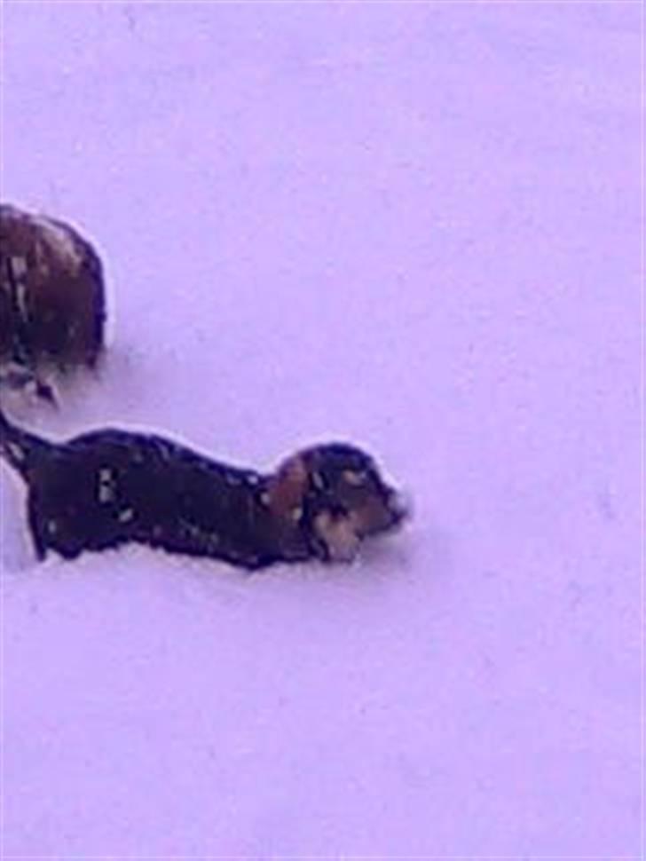 Blanding af racer cosmo - han blir helt væk i sneen billede 5