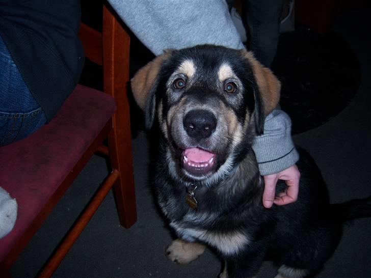 Blanding af racer cosmo - han er bare så smuk billede 6