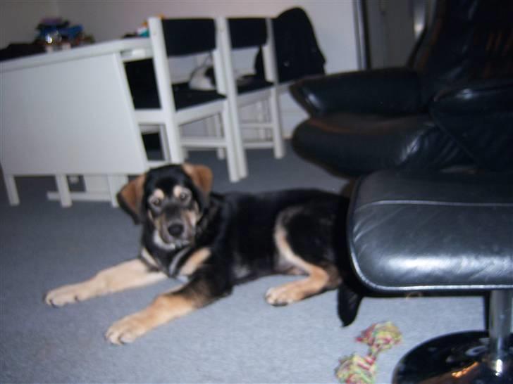 Blanding af racer cosmo - her er han ca. 4 mdr gammel billede 7