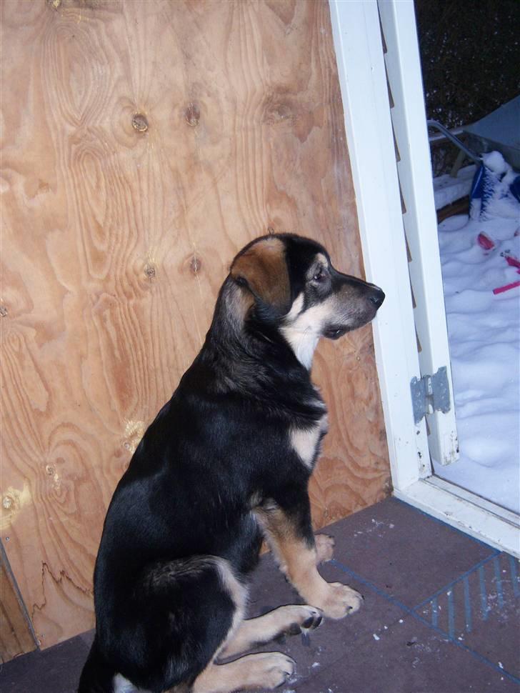 Blanding af racer cosmo - sidder lige og holder vagt:-) billede 8