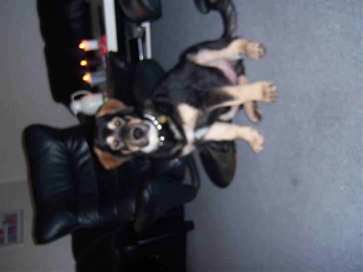 Blanding af racer cosmo - er han ik bare fin billede 9