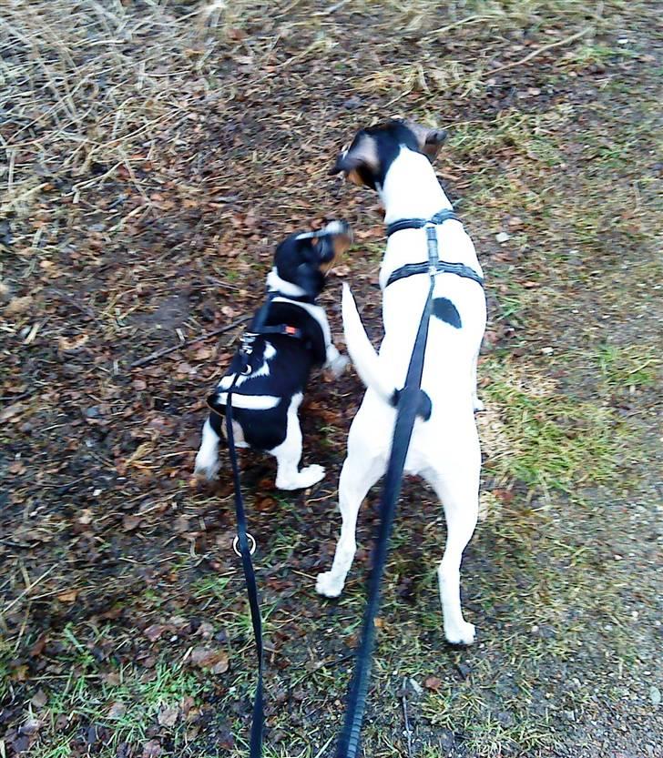 Dansk svensk gaardhund Flamme - ude og gå tur for første gang, godt man har sin mor med, så går det meget nemmere billede 10