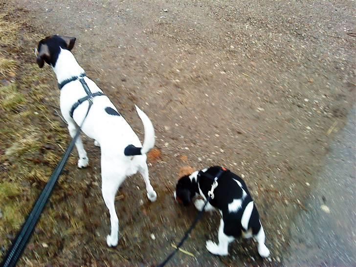 Dansk svensk gaardhund Flamme - første gårtur billede 11