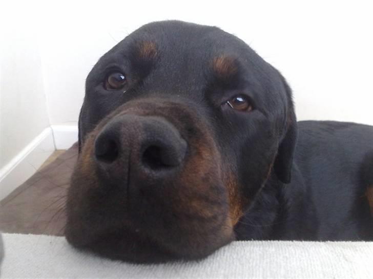 Rottweiler Buster billede 20