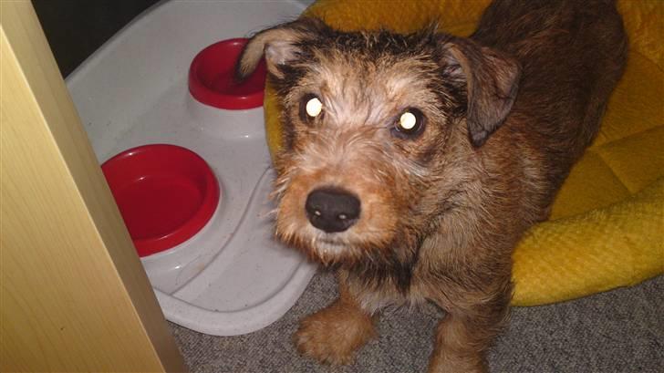 Blanding af racer Tøsen billede 7