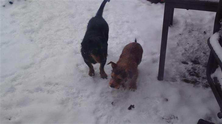 Blanding af racer Tøsen billede 8