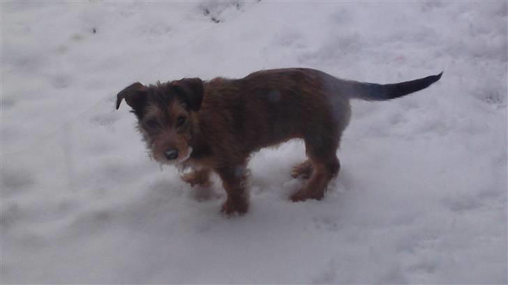 Blanding af racer Tøsen billede 9