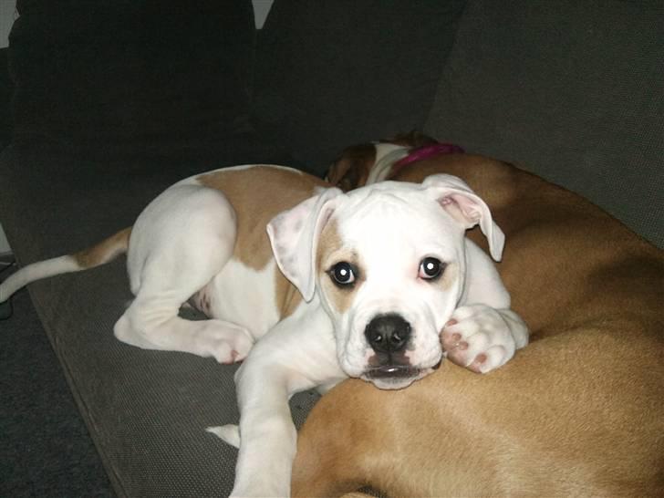 Amerikansk bulldog Balou R.I.P. - 3 måneder :D billede 8