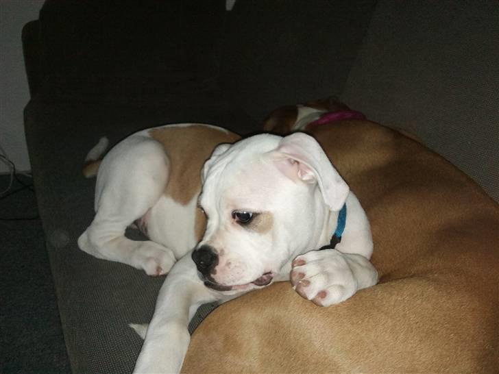 Amerikansk bulldog Balou R.I.P. - 3 måneder :D billede 9