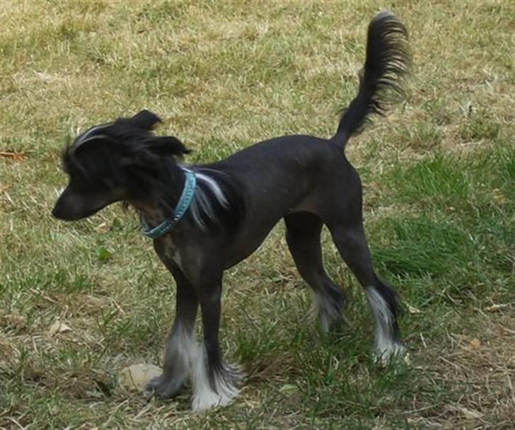 Chinese crested hårløs Mexi Sadie-Liv billede 13