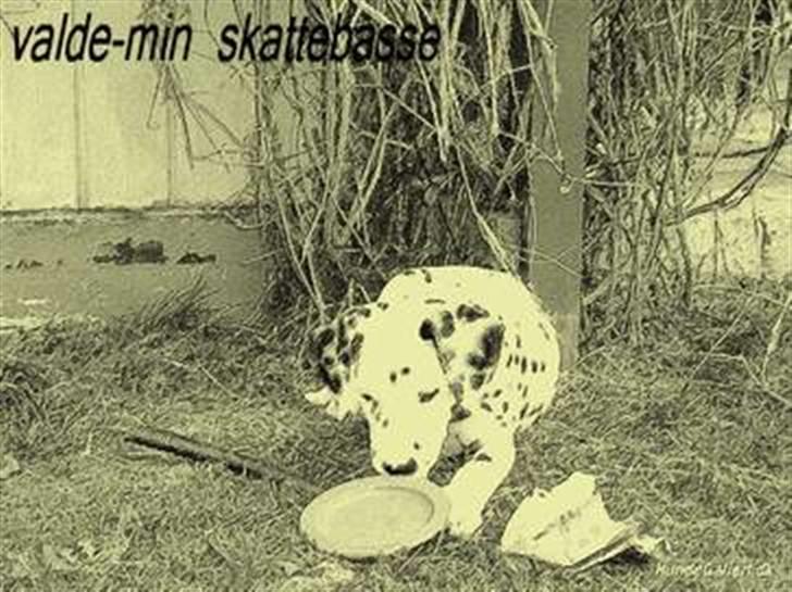 Dalmatiner Valde*himmel hund* :'(<3 - elsker dig<33 billede 11