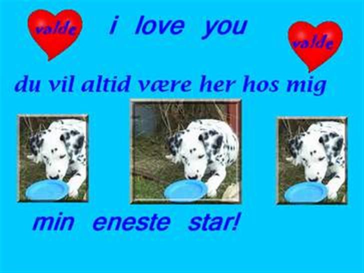 Dalmatiner Valde*himmel hund* :'(<3 - du er min skat billede 12