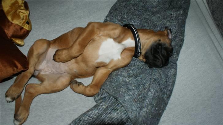 Boxer Martha - " I love it......." ;o) billede 2