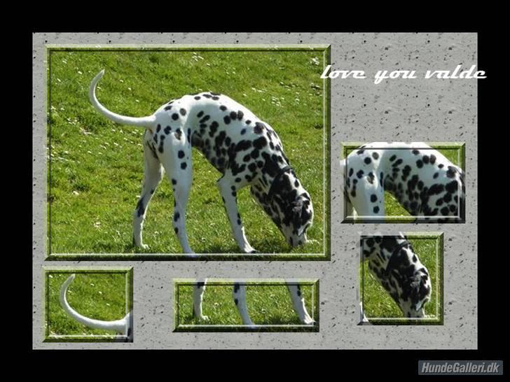 Dalmatiner Valde*himmel hund* :'(<3 - min søde valde billede 13