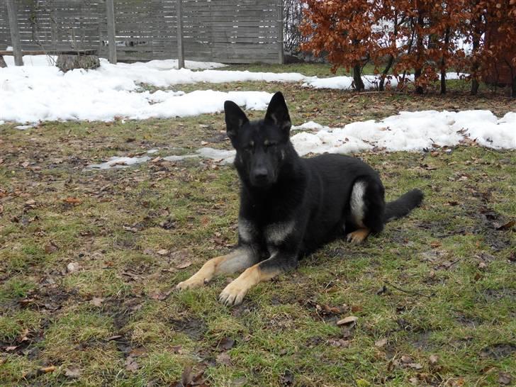 Schæferhund Cæsar billede 1