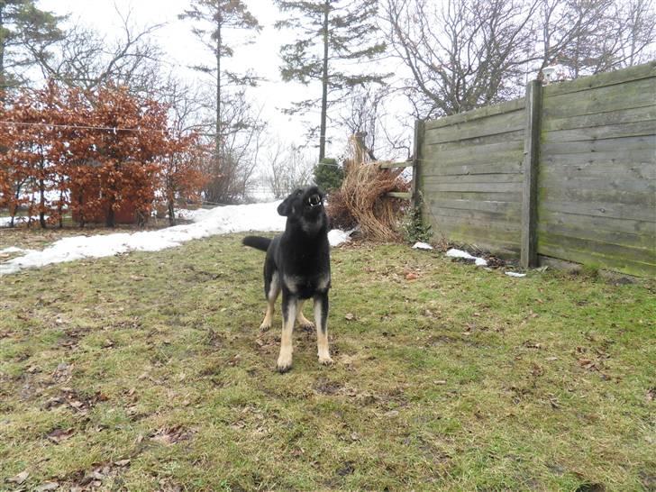Schæferhund Cæsar - uuuhhhhh jeg er en rigtig ulv!! billede 2