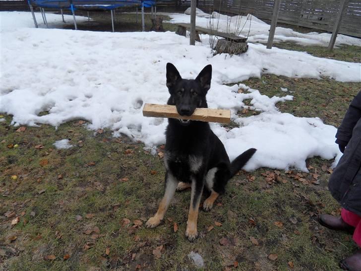 Schæferhund Cæsar - jeg elsker piinde!! billede 3