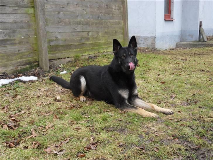 Schæferhund Cæsar - pille pille næse : ) billede 4