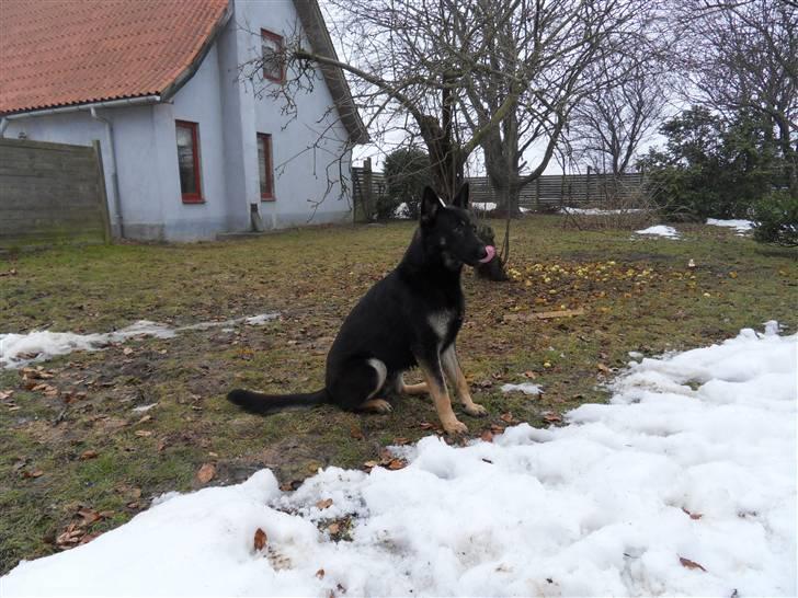 Schæferhund Cæsar - pille pille næse : ) ups! var der nogle der så det!!? billede 5