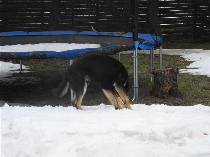 Schæferhund Cæsar - snif snif! der har helt sikkert gået en hund-hun her!! billede 6