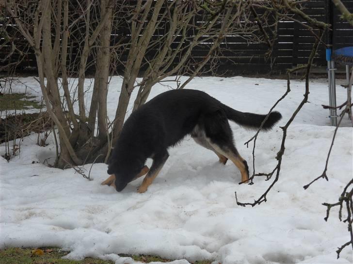 Schæferhund Cæsar - miin pind!! billede 7