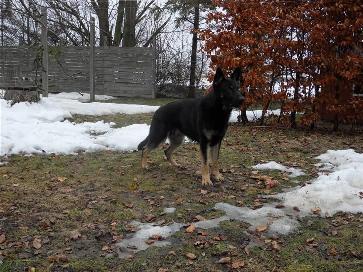 Schæferhund Cæsar - er jeg ikke dejlig? billede 8