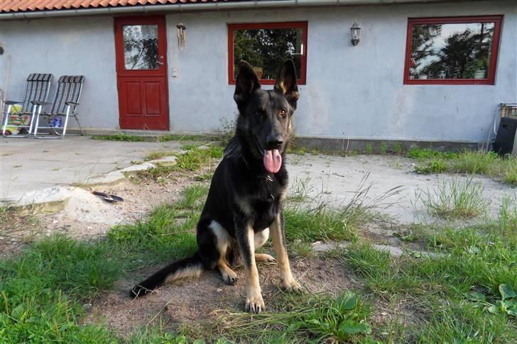 Schæferhund Cæsar - er jeg lækker eller hvad??! billede 9