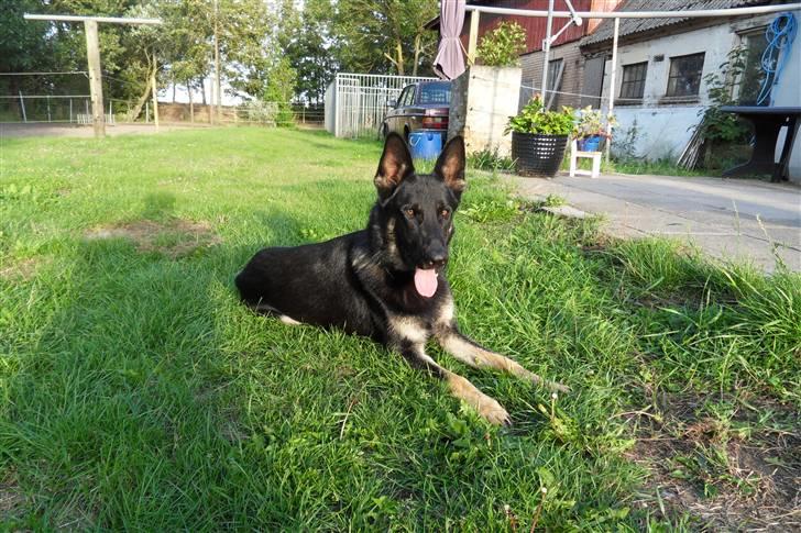 Schæferhund Cæsar - smukke mig!! billede 10