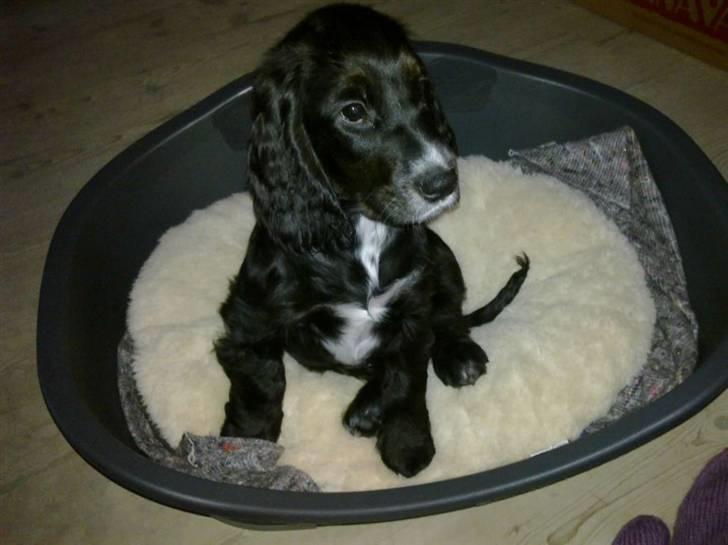 Cocker spaniel Spyke  billede 1