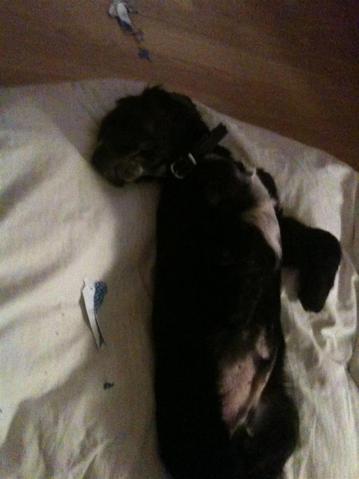 Cocker spaniel Spyke  billede 2