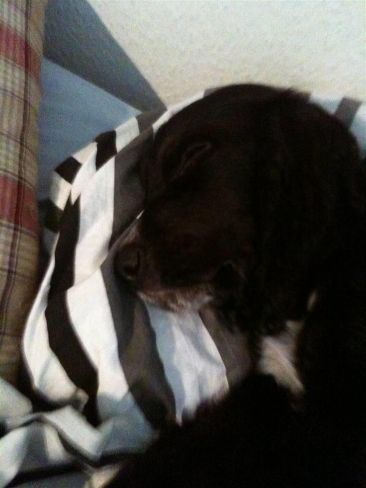 Cocker spaniel Spyke  billede 3