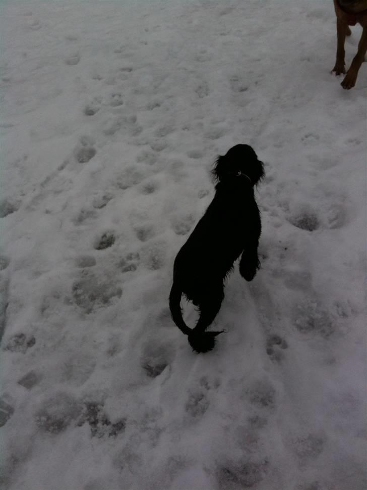 Cocker spaniel Spyke  billede 4