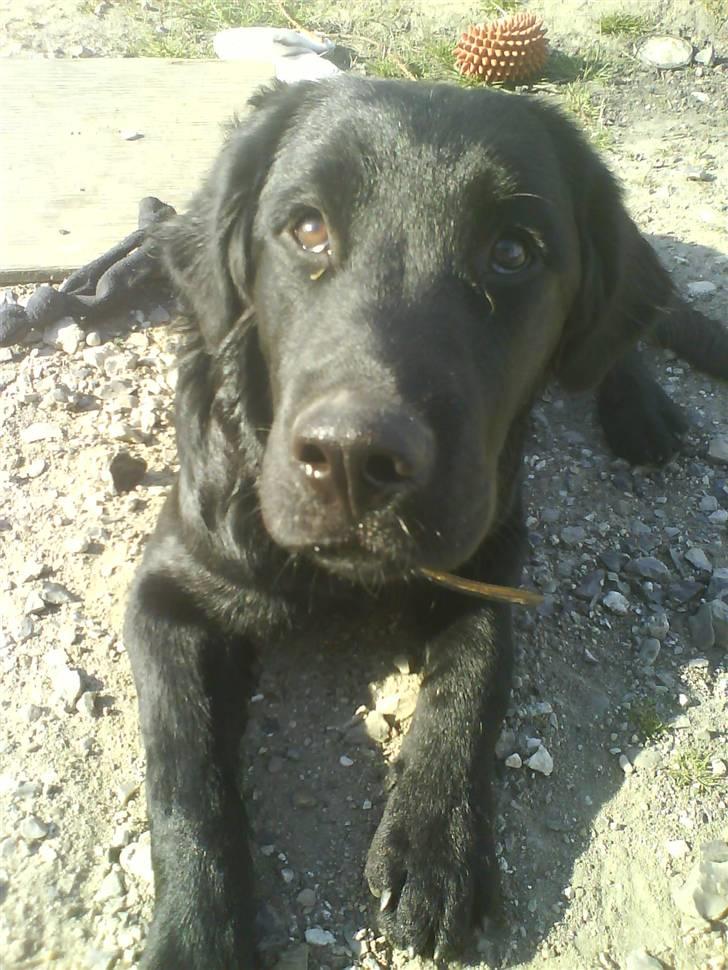 Labrador retriever Bjørn<3:b billede 4