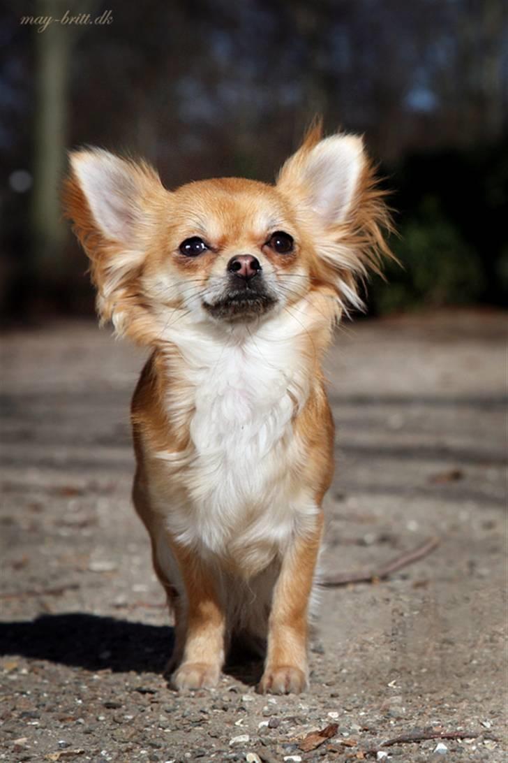 Chihuahua Frk Kvistes Abigail ~Abby~ - Abby 1 år gammel (taget på hendes fødselsdag d. 05.03.11) billede 8