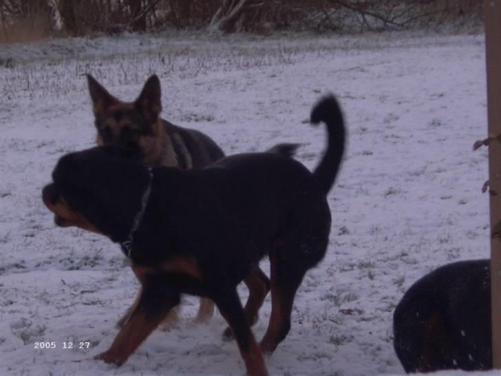 Rottweiler Paya (R.I.P) - så skal der leges! billede 10