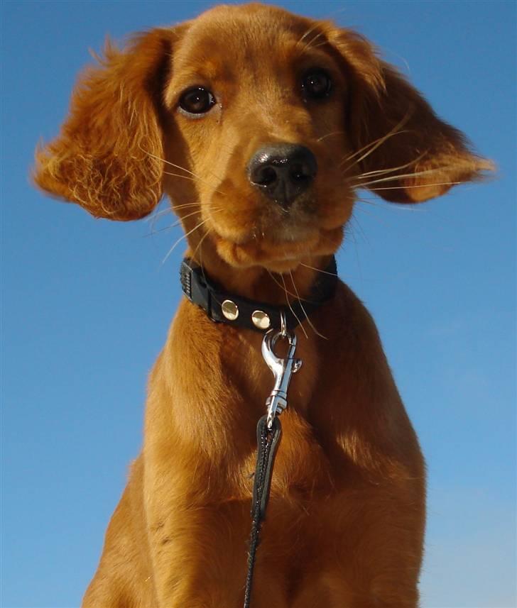 Irsk setter Mårup Freya - Velkommen til Freya´s profil billede 1