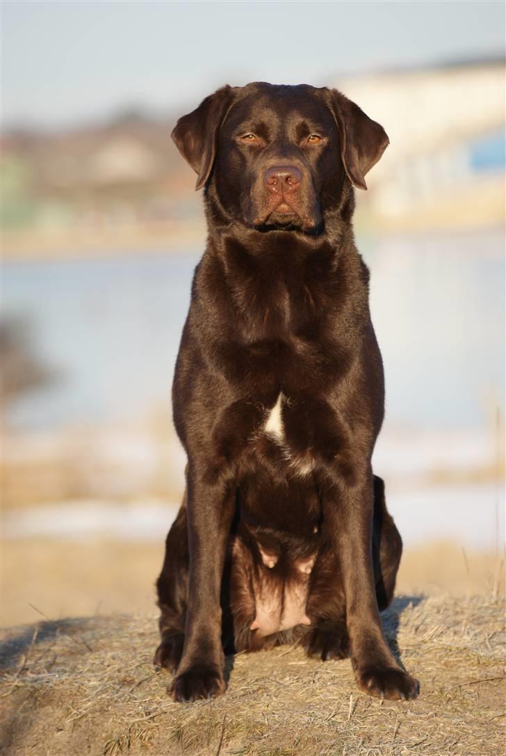 Labrador retriever Alba - Smukke Alba, marts 2010 billede 18