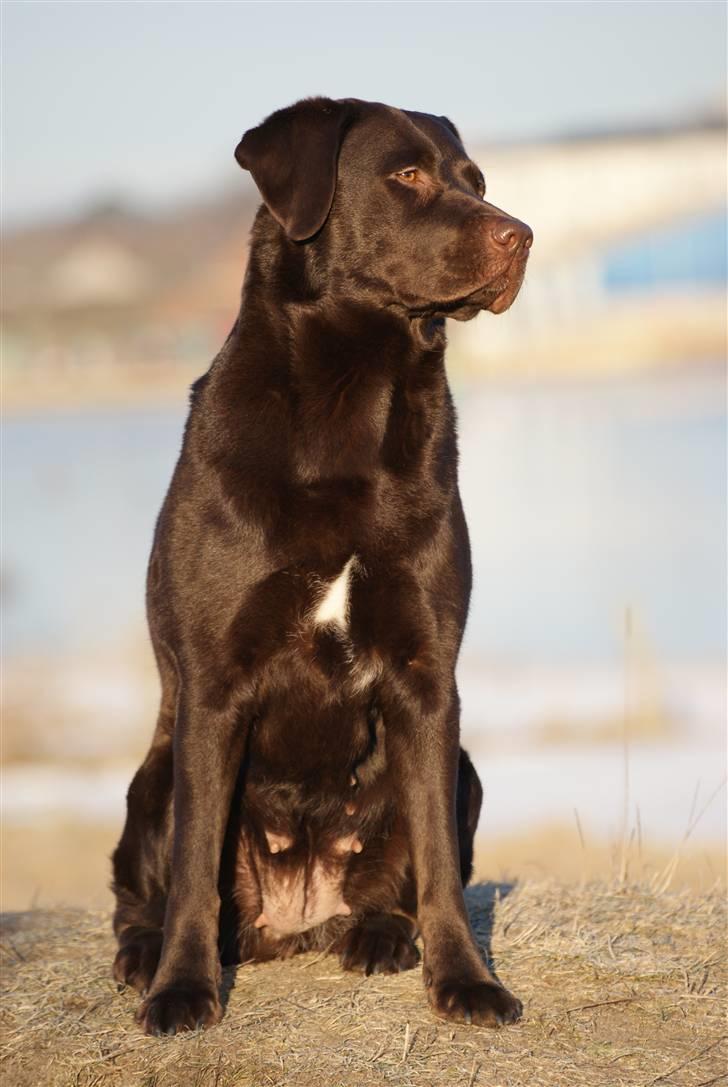 Labrador retriever Alba billede 19