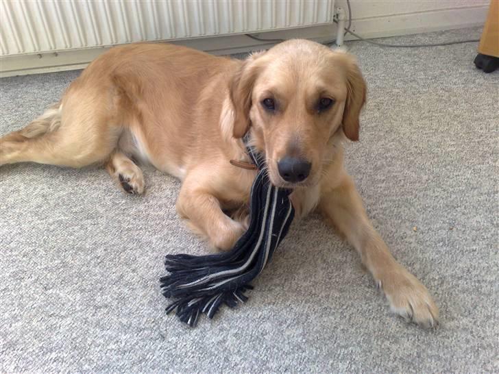 Golden retriever Molly billede 9