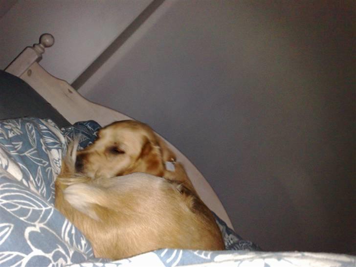 Golden retriever Molly - Dejligt at sove i fars seng. billede 10