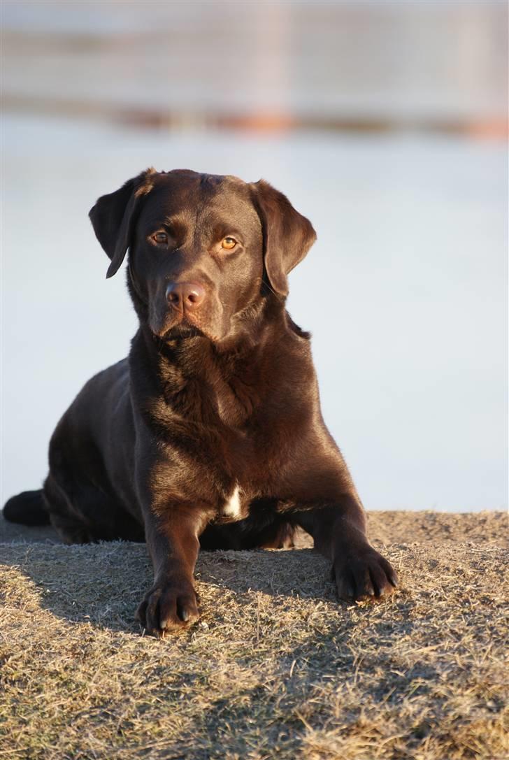 Labrador retriever Alba billede 20