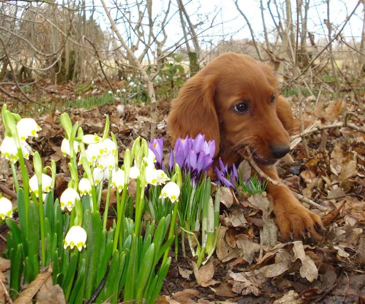 Irsk setter Mårup Freya - Ude i blomsterne den 21 marts 2010 billede 8