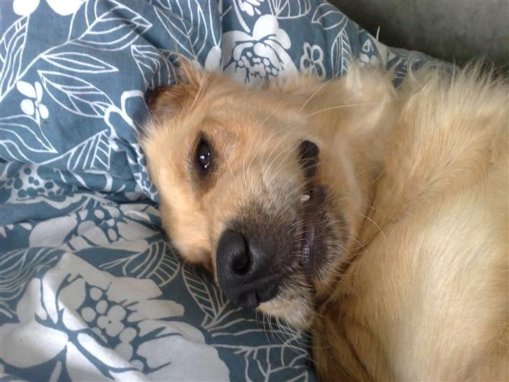 Golden retriever Molly billede 11