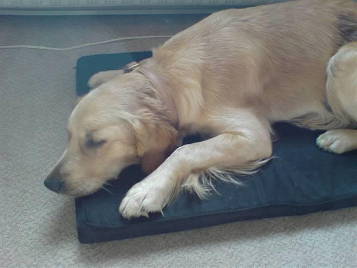 Golden retriever Molly - Fra den dag, hun blev sterilliseret. billede 12