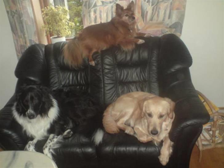 Golden retriever Molly - Sammen med sine bedste venner. billede 13