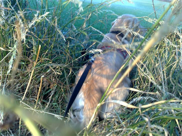 Golden retriever Molly billede 14