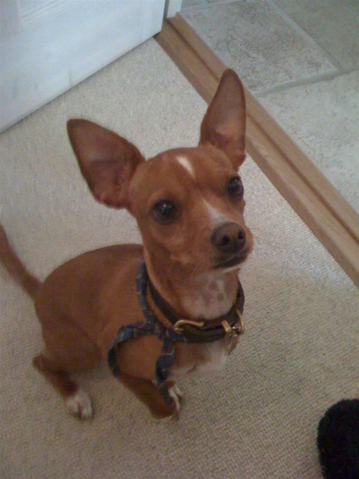 Blanding af racer Valdemar<3 - Hei Valde<3333333 billede 2